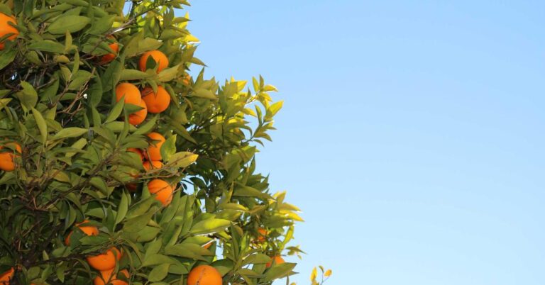 Get IHG Platinum Status & Exclusive Rebates for Amex Holders